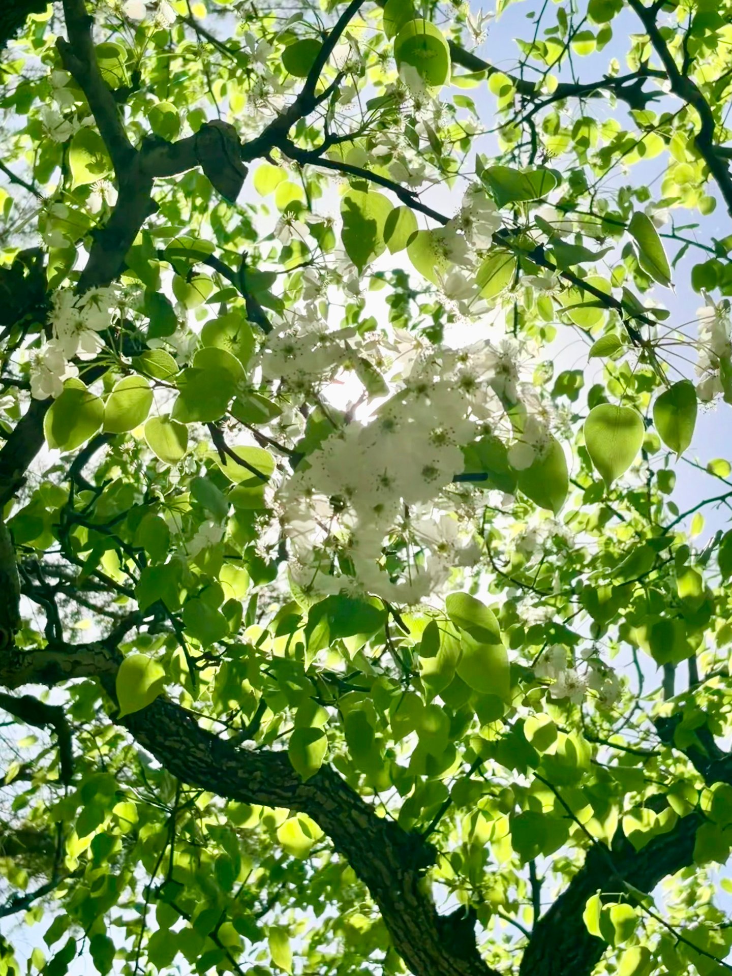 🌿